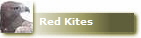 Red Kites